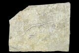 Plate of Archimedes Screw Bryozoan Fossils - Alabama #178264-1